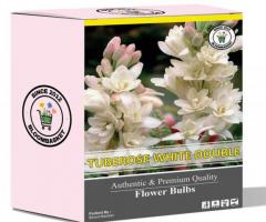 Buy Tuberose Flower Bulbs Online - Save 50%