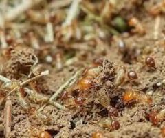 Bradenton Termite And Pest Control Bradenton Pest Control Experts