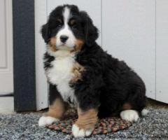 Fully vaccinated F1b Bernedoodle unique colour - 1