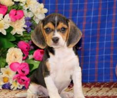 Beautiful KC Registered Beagle Pups