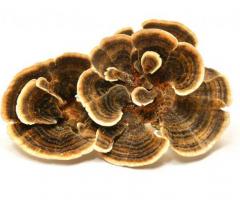Get Various Health Benefits with Turkey Tail Mushrooms - 1