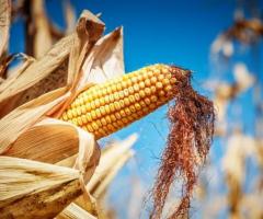 Harvesting High Moisture Corn: Safety Precautions and Environmental Considerations