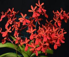 Premium Wholesale Florist Supplies South Amboy | Paradiseflowersnyc.com