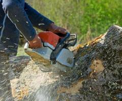 Find Expert Tree Stump Removal in Maui | Island Tree Style