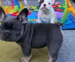 GIFT FRENCH BULLDOG PUPPIES READY FOR ADOPTION