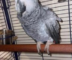 PAIR AFRICAN GREY FOR PARROTS ADOPTION NOW - 1