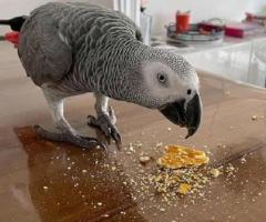 PERFECT PAIR AFRICAN GREY FOR PARROTS ADOPTION NOW