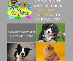 Pet Travel Made Easy: The Convenience of Pet Taxi Services