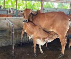Donate online to Gaupalan Seva Trust in India for cow protection