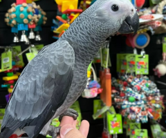 african grey parrot for sale - 1
