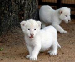 Adorable White Lion Cubs For Sell{+306995209818} - 1