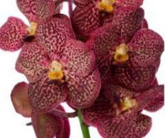 New Jersey Wholesale Orchids - Fresh and Exquisite at ParadiseFlowersNYC.com