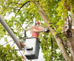 Excellent Tree Removal Services in Maui - Island Tree Style
