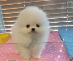 Luca is an adorable purebred mini Pomeranian neds a home! - 1