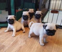 Cute And Gorgeous Pug Pups ready for new home!