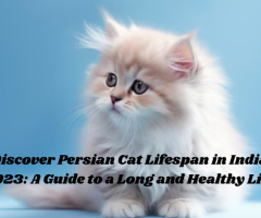 Discover Persian Cat Lifespan in India 2023: A Guide to a Long and Healthy Life - 1