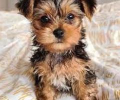 Teacup Yorkie puppies available - 1