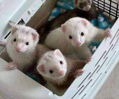 Lovely ferrets ready to go