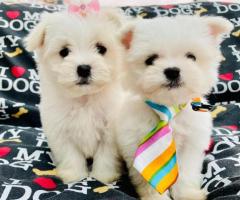 Maltese puppies available