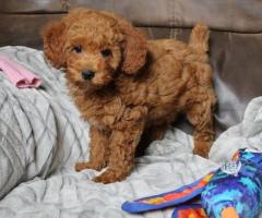 Gorgeous Teacup Poodle Pups ready