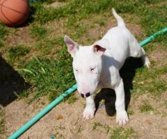 Adorable Bull Terrier Puppies