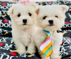 Maltese puppies available - 1