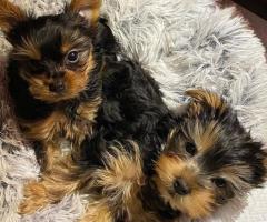 Beautiful male and female Yorkie puppies for sale