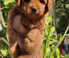 Puppy for Sale in Delhi Ncr | Pet4Dog