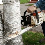 Toronto Tree Removal